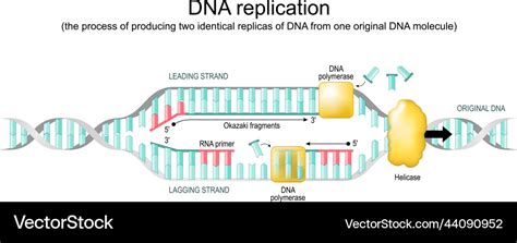 Dna replication replication fork Royalty Free Vector Image