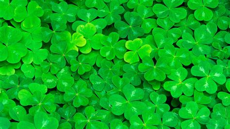 Download Nature Clover HD Wallpaper