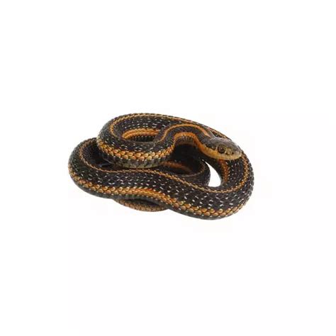 Common Garter Snake Identification | Snakes in Central & Eastern Virginia