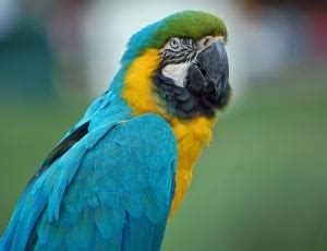 Parrot, South America, Red, Macaw, Bird, one animal, bird free image | Peakpx