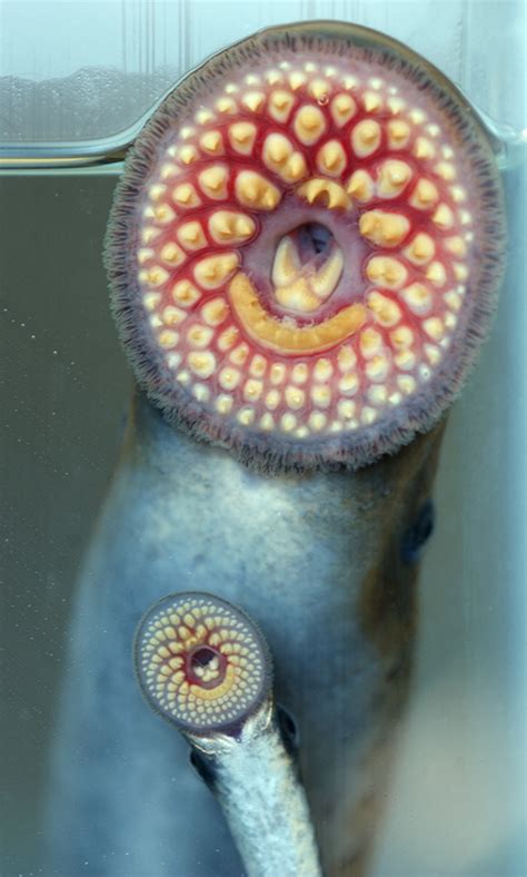 Sea Lamprey | Teaching Great Lakes Science