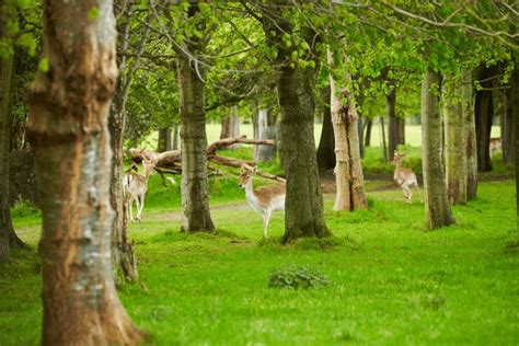 Dublin Fauna Royalty-Free Images, Stock Photos & Pictures | Shutterstock