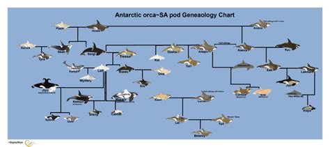 Part 1 - Orca Evolution