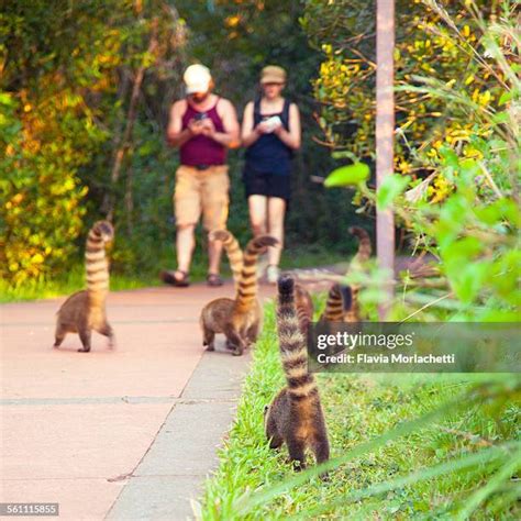 184 Iguazu Falls Wildlife Stock Photos, High-Res Pictures, and Images - Getty Images