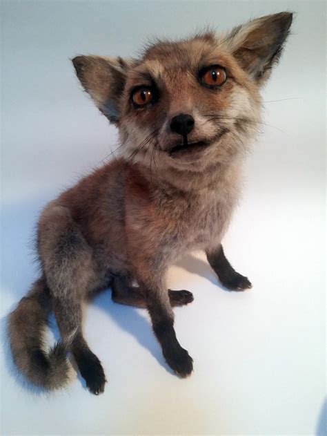 red fox cub - for SALE by HippiUnicorn on DeviantArt