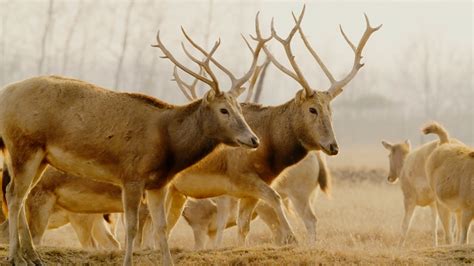 Rare Animals in China: take one minute to meet China's deer family - CGTN