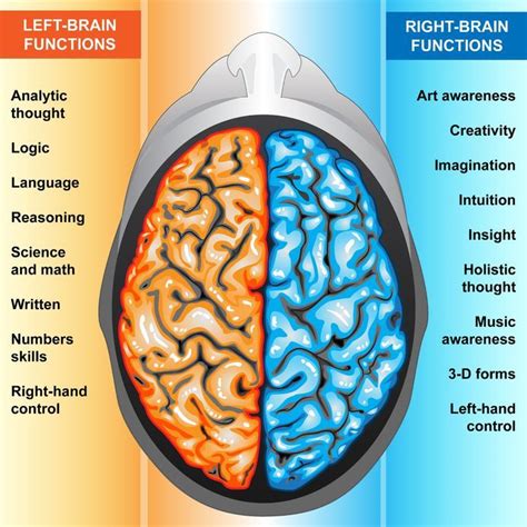 Is Your Left Brain Affecting Your Health? | Right brain, Left brain right brain, Human brain