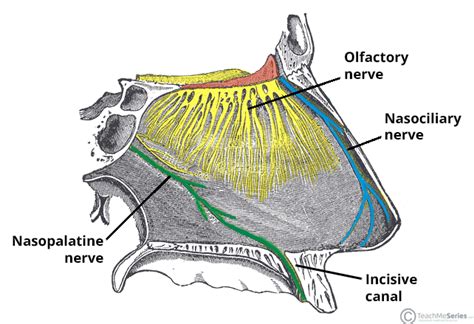 Nasopalatine Nerve - Course - Supply - TeachMeAnatomy