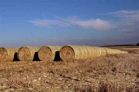 Taken For Granted: Corn Stalk Bales, Distillers Grain, and Cattle Feed