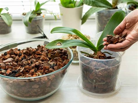 What's the best potting mix for Phalaenopsis Orchids? - Mom with Plants