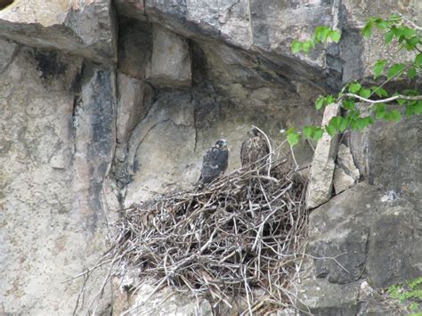 Peregrine Falcon nesting season complete - Vermont Daily Chronicle