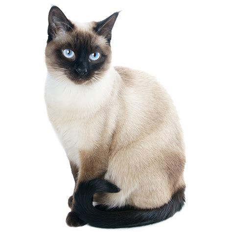 Siamese Cat Breed Information | Temperament & Health