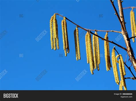 Close Common Hazel Image & Photo (Free Trial) | Bigstock