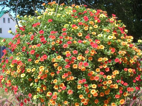 How to Grow: Million Bells- grow million bells, grow calibrachoa