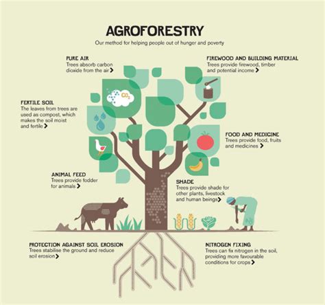 Sustainable Agriculture and Agroforestry - Vi Agroforestry