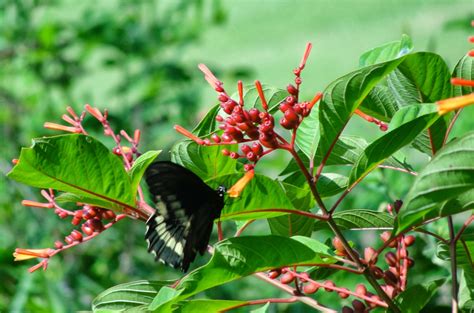 Central Florida Gardener: Butterfly Basics