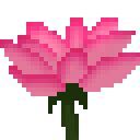 Lotus Flower | Dank Memer Wiki | Fandom