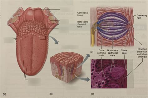 taste buds label Diagram | Quizlet