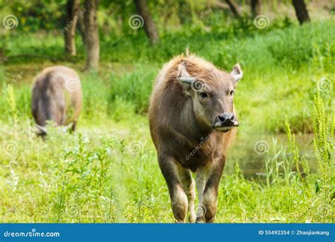 Water Buffalo In The Country Farm Stock Photo - Image of close, beef ...