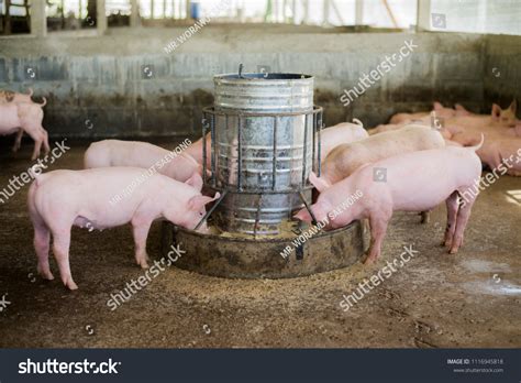 Swine Farm Meat Industry Pig Farming Stock Photo 1116945818 | Shutterstock