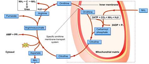 BIOLOGY FORM 6: LIVER II