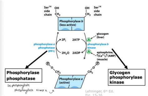 Regulation of glycogenolysis and glycogenesis / glycogen storage ...