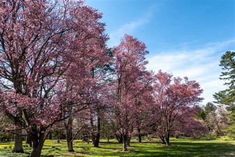 Visiting Morris Arboretum in Philadelphia - Guide to Philly