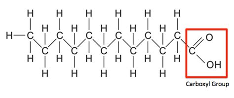 Describe the Structure of a Fatty Acid