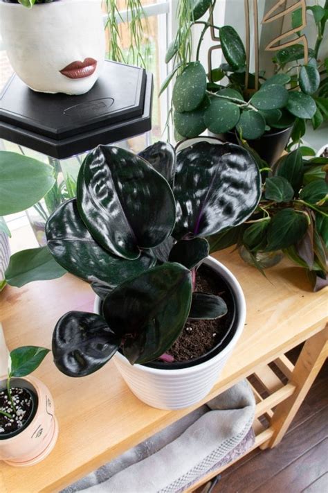 Geogenanthus Ciliatus, aka the Geo Plant—a nearly black houseplant!