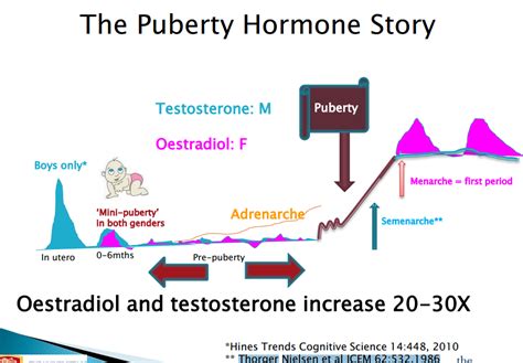 The myth of the toddler testosterone surge