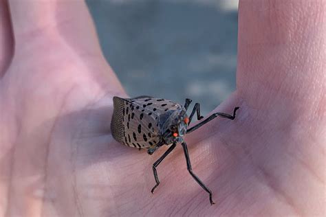 are spotted lanternflies bad - Jenni Scholl