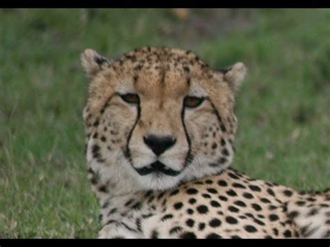 What noise do Cheetahs make? - YouTube