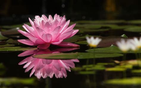 🔥 [70+] Water Lilies Wallpapers | WallpaperSafari