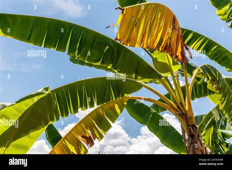 Green and yellow banana tree leaves with a background of blue sky. Bali ...