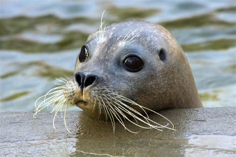 The Harbor Seal Returns | Greenwich Sentinel | Greenwich Sentinel