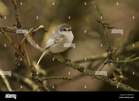 Leucistic animals hi-res stock photography and images - Alamy