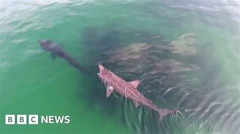 Basking shark school filmed by drone at Caliso Bay off County Waterford ...