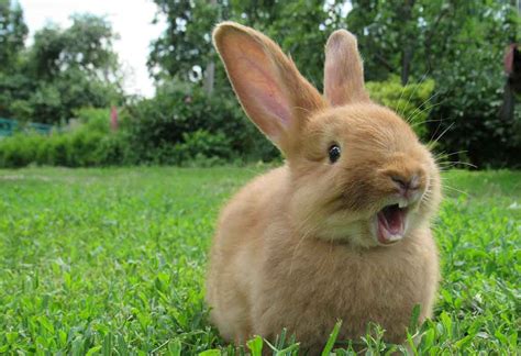 Les meilleures et les plus jolies races de lapins à garder comme animaux de compagnie - Romantikes