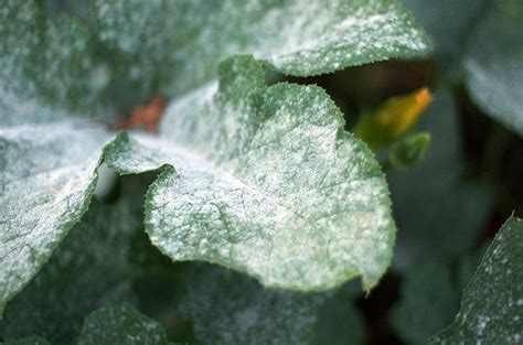 How To Get Rid of Powdery Mildew on Plants