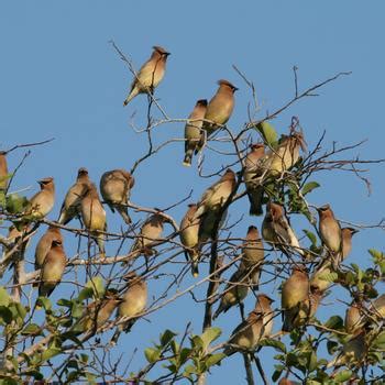 Cedar Waxwing Facts, Habitat, Diet, Life Cycle, Baby, Pictures