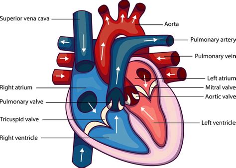 Pulmonary Vein - The Definitive Guide | Biology Dictionary