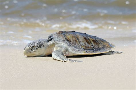 Kemp's Ridley sea turtle nesting season along the TX Gulf Coast