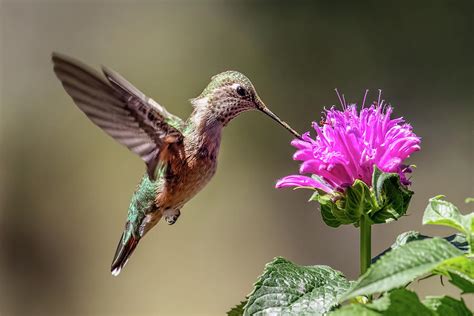 Bee Balm and Hummingbird Photograph by Dawn Key - Fine Art America