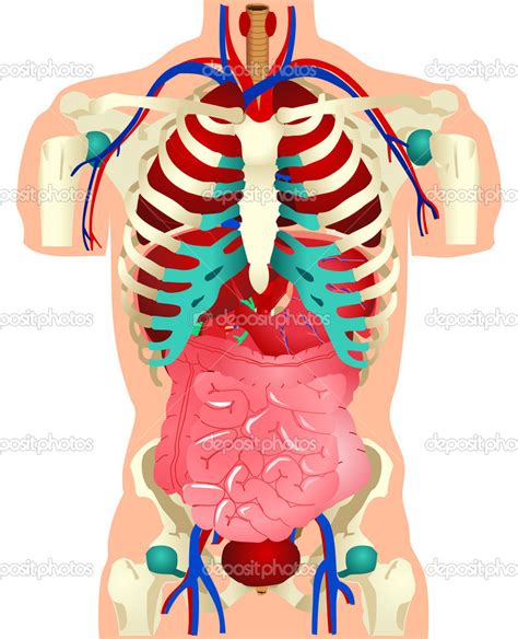 Human Anatomy Clipart at GetDrawings | Free download