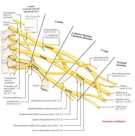 Brachial Plexus Anatomy and Clinical Correlation