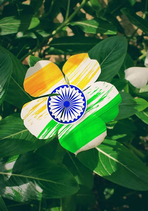 Flowers, flower, india, tricolour, HD phone wallpaper | Peakpx