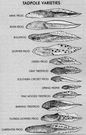 Tadpole Identification