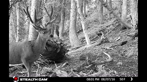 BIG BUCKS and TRAIL CAMERAS!! - YouTube