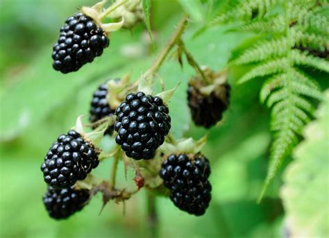 Blackberries - Assortment - Special Fruit