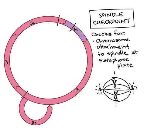 Cell Cycle Checkpoints Graph